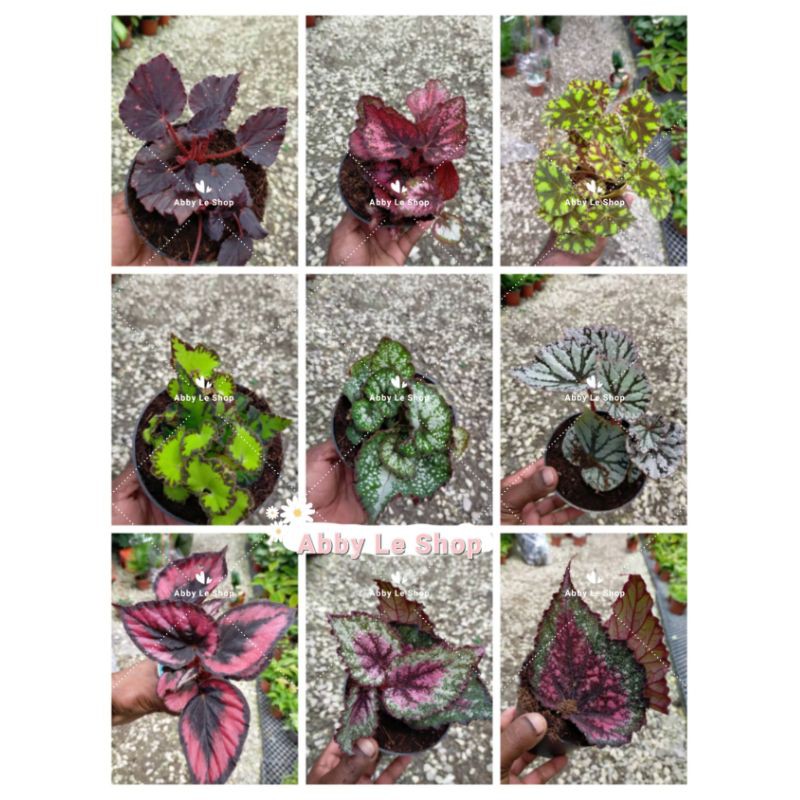 Begonia Rex Real Plant Asam Batu Ready Stock