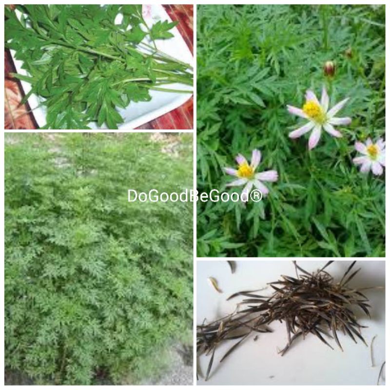 30pcscosmos Caudatus Seeds Biji Benih Ulam Raja Shopee Malaysia