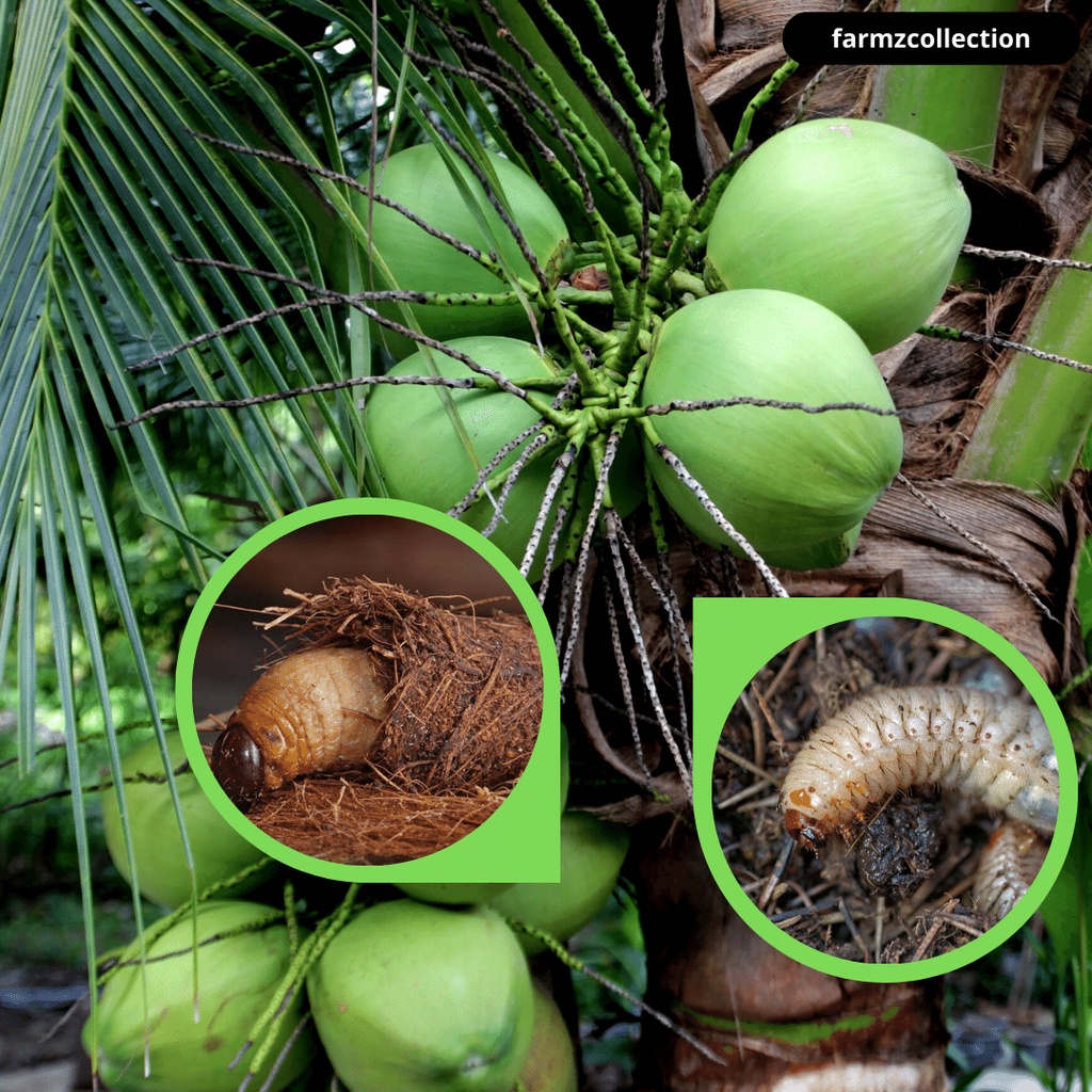 Pokok Kelapa Racun Serangga Perosak Tanaman Buahan | Shopee Malaysia