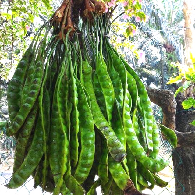 Baja Pokok Buah Petai Fertilizer For Petai Plants 1kg Shopee Malaysia