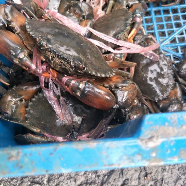 Ketam Nipah Kuala Perlis Shopee Malaysia