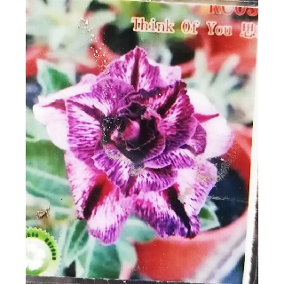 TOP PICK THAILAND ADENIUM WITH POT  SELECTED COLOR REAL 