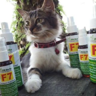 UBAT KUCING fungus,sporo,kutu,gatal,kurap  Shopee Malaysia