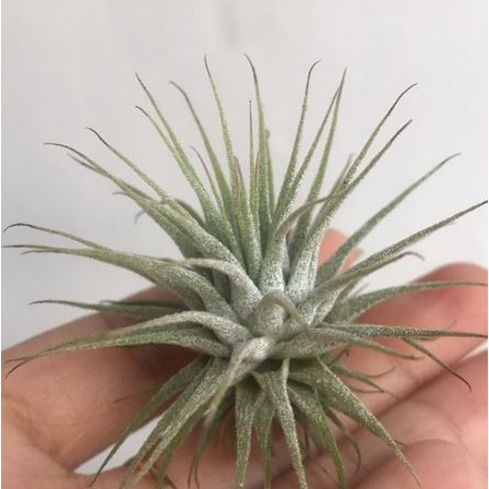 Tillandsia Ionantha Var Stricta 