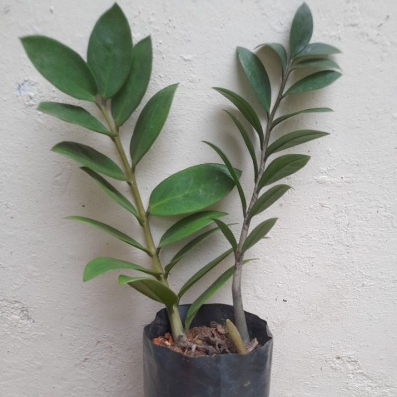 zz plant / pokok duit-duit (green) | Shopee Malaysia