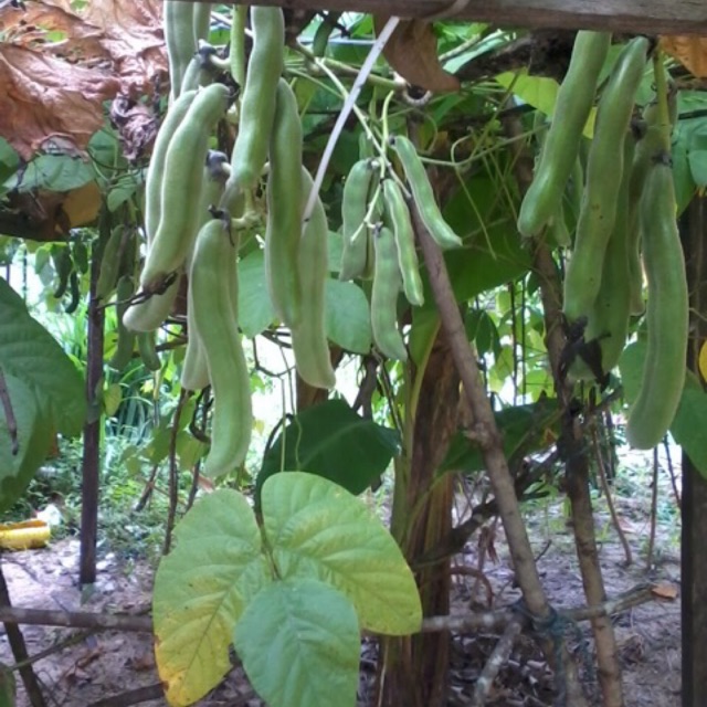 10pcs Seeds Kacang Itik Pokok Menjalar Shopee Malaysia