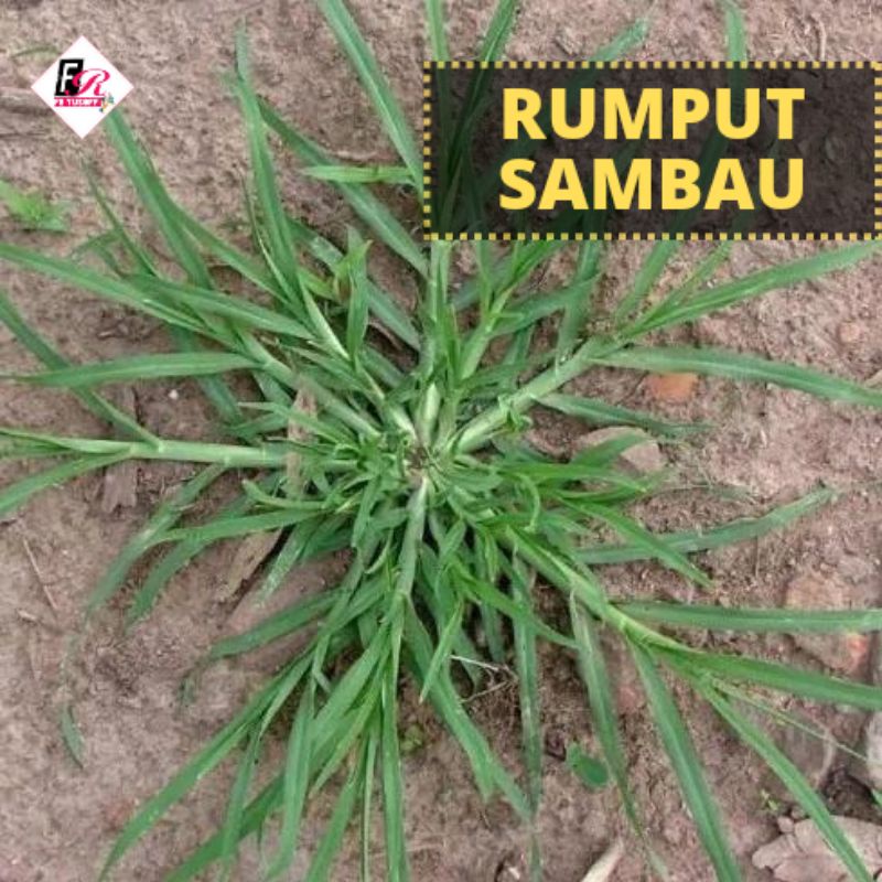 Rumput Sambau [fresh] Shopee Malaysia