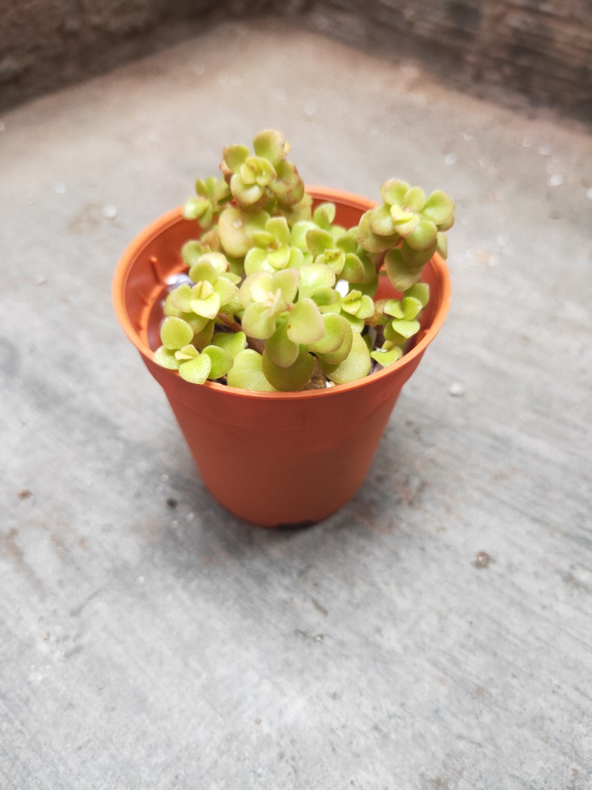 Sedum Makinoi Ogon 黄金丸叶万年草 Shopee Malaysia