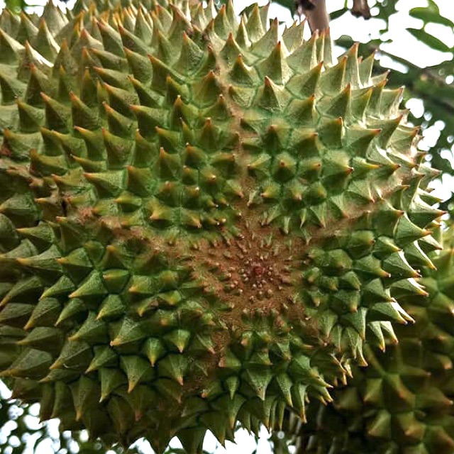 Baja Durian Mothong Duri Hitam D24 Musang King D88 DLL ...
