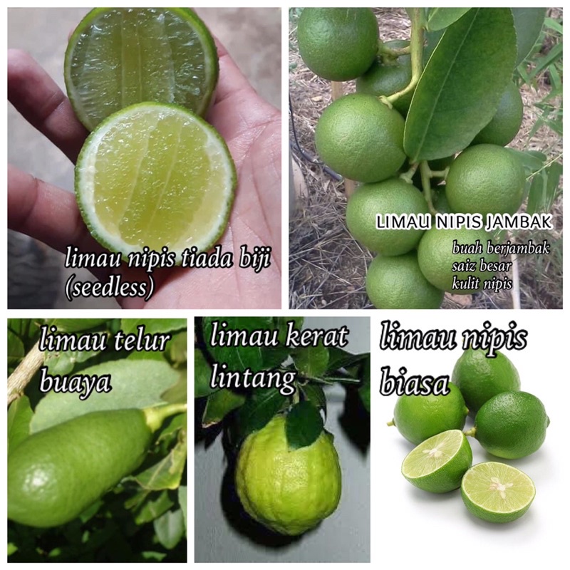 Pokok Limau Nipis Biasa Nipis Berjambak Nipis Tiada Biji Kerat Lintang Limau Telur Buaya Dll Shopee Malaysia