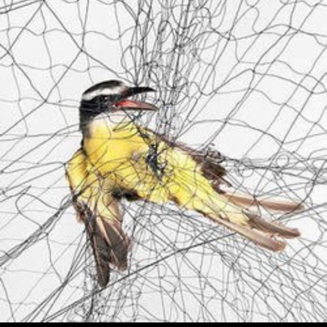 Black Bird Mesh Netting Jaring Burung Hitam No 6 7 Shopee