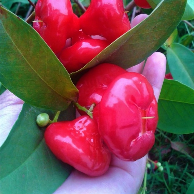 Pokok jambu Bertih  merah hybrid Shopee Malaysia