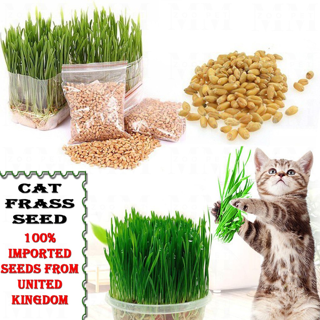Cat Grass Seed / Biji Benih Rumput Kucing | Shopee Malaysia