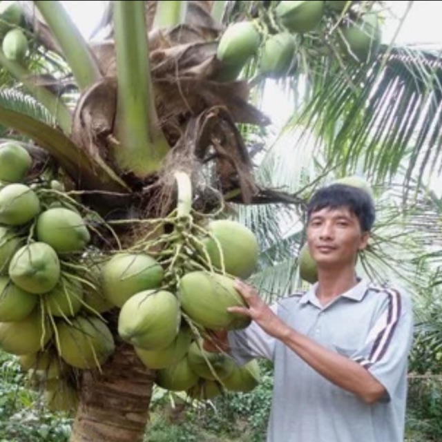 Benih kelapa Seedling Coconut hybrid green Filipina (A13)