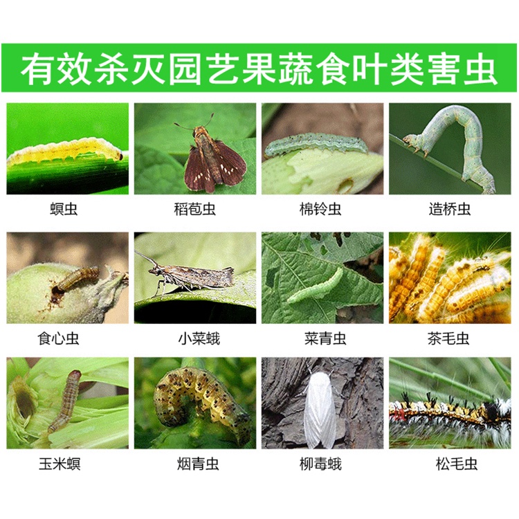 Insecticide Spray Chamaedorea Elegans Blue Leaf Pineapple Chinese Yew Lilac Michelia Figo Indoor Hygiene Insecticide Ins Shopee Malaysia