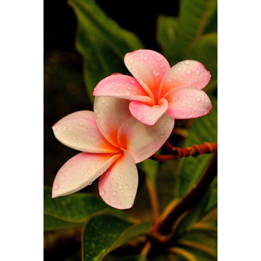 30 seeds/pack Bonsai plumeria flower seeds | Shopee Malaysia