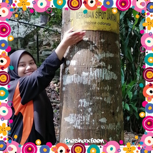 Pokok Merawan Siput Jantan Theshaxfeen Shopee Malaysia