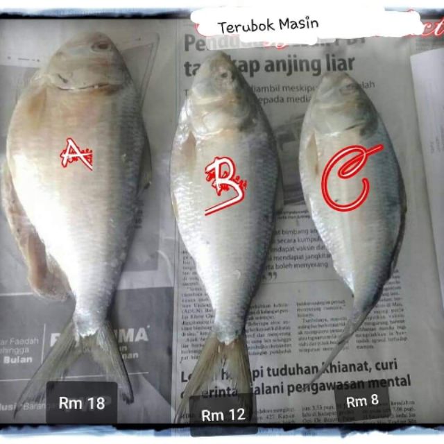 Ikan terubuk masin / terubok masin sarawak.Harga Borong dari 
