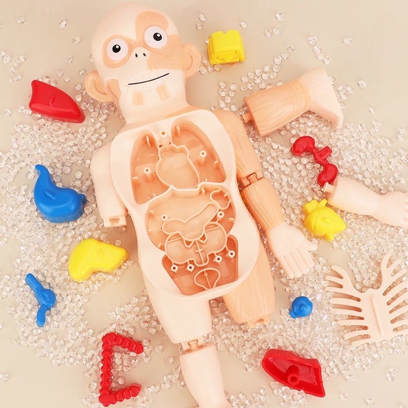 Human Anatomy Toy Toddler Body Organs Shopee Malaysia