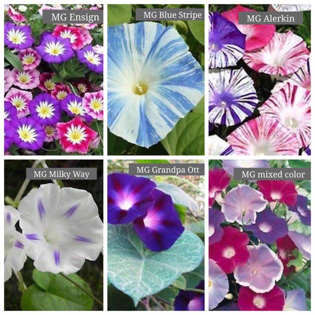 White Flower Of Morning Glory Is Blooming On Black Background Canstock