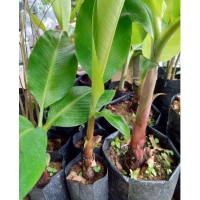 Buy Anak Pokok Pisang Emas Tanduk Awak Beli 2 Ke Atas Dapat Free Gift Seetracker Malaysia