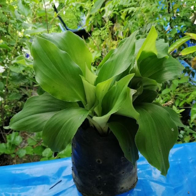 Pokok cekur cekur benih pokok cekur Shopee Malaysia Pokok cekur cekur benih pokok cekur Shopee Malaysia