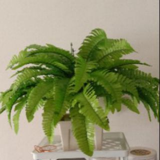FREE GIFT READY STOCKPokok Hiasan paku pakis Kecil FREE GIFT READY STOCKPokok Hiasan paku pakis Kecil