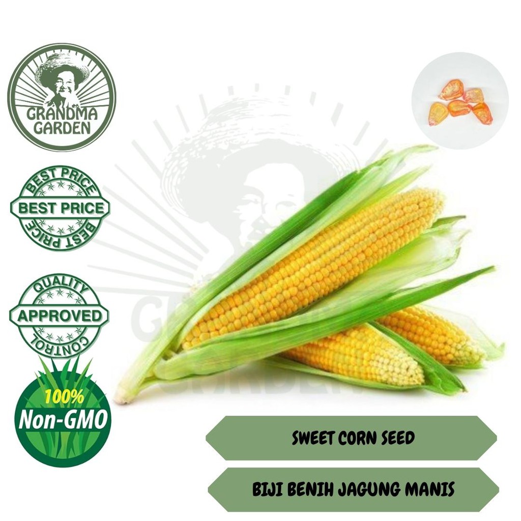 👵BELI 10 FREE 1👵 BIJI BENIH JAGUNG MANIS / SWEET CORN SEED ( 1G 