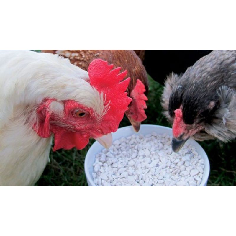 Limestone calcium feed grit chicken poultry | Shopee Malaysia