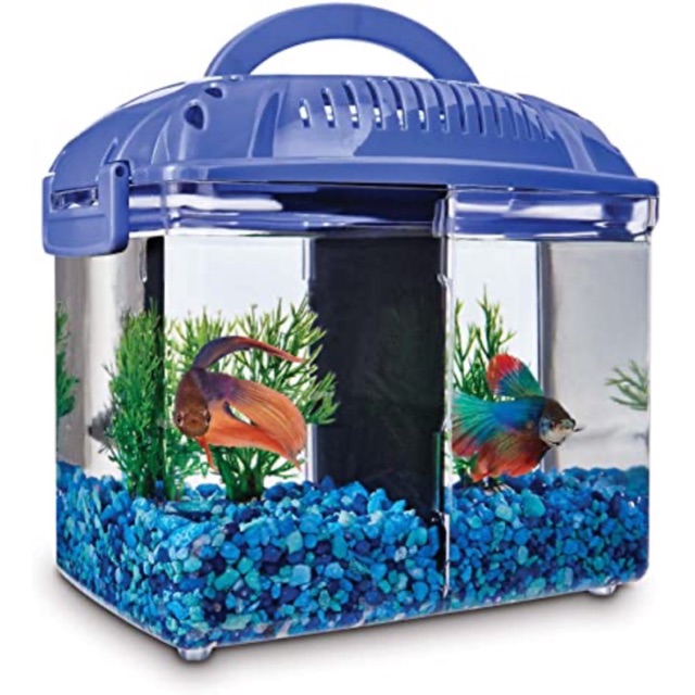 betta fish tank 0 8 gallon bekas ikan laga aquarium  betta 