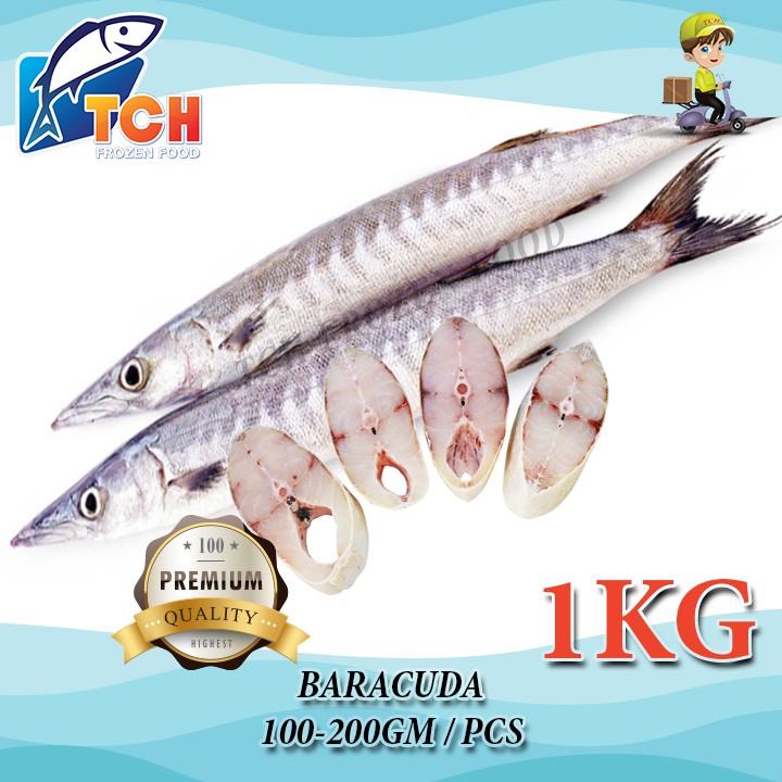 IKAN KACANG, BARRACUDA , TCH FROZEN FOOD, FRESH FROZEN SEAFOOD 