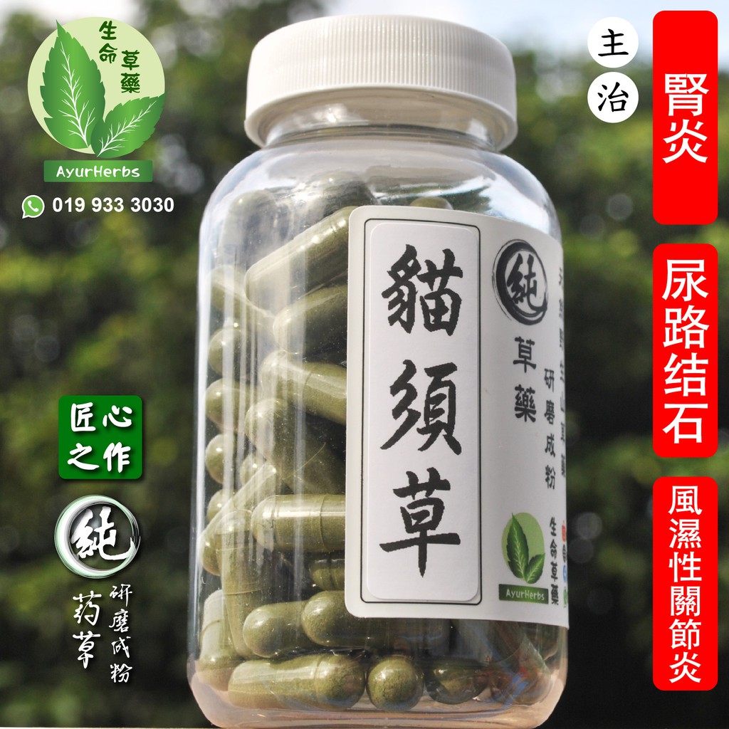 猫须草Catu0027s Whisker Grass 【肾茶】貓須草 Shopee Malaysia