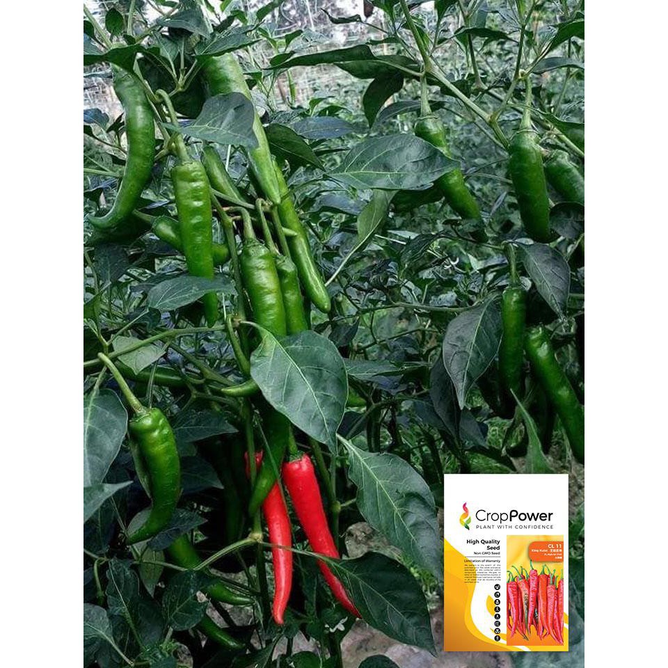 Biji Benih Cili King Kulai Kulai Chillies Hybrid F1 Seeds 10 Seeds