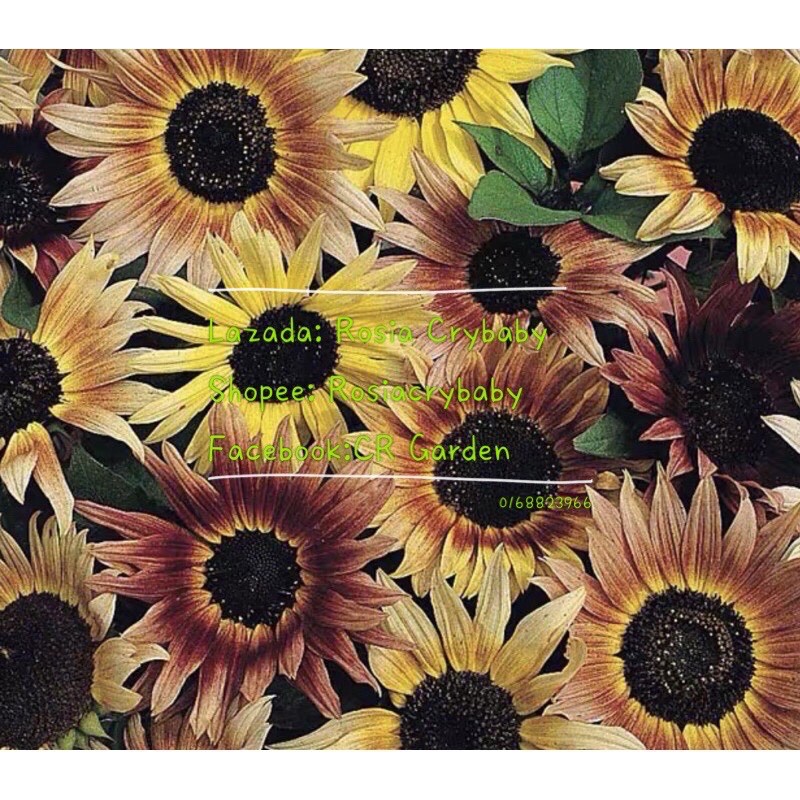 Buy Art Sunflower 1 Seed è‰ºå'æ—¥è'µ1ç²' Seetracker Malaysia