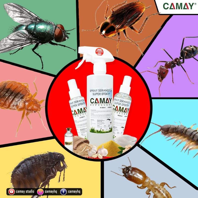 Buy CAMAY SPRAY SERANGGA.READY STOK (kutu kepala/kutu kucing/lipas 