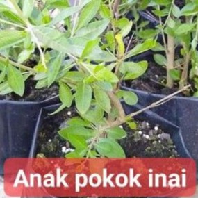 Buy Anak Pokok Inai Merah Dijari Seetracker Malaysia