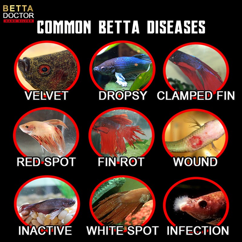 Betta Doctor Diseases Treatment For Betta Fish Merawat Penyakit Ikan Laga Luka Dropsy Velvet Shopee Malaysia