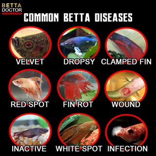 Betta Doctor - Diseases Treatment For Betta Fish Merawat Penyakit Ikan ...