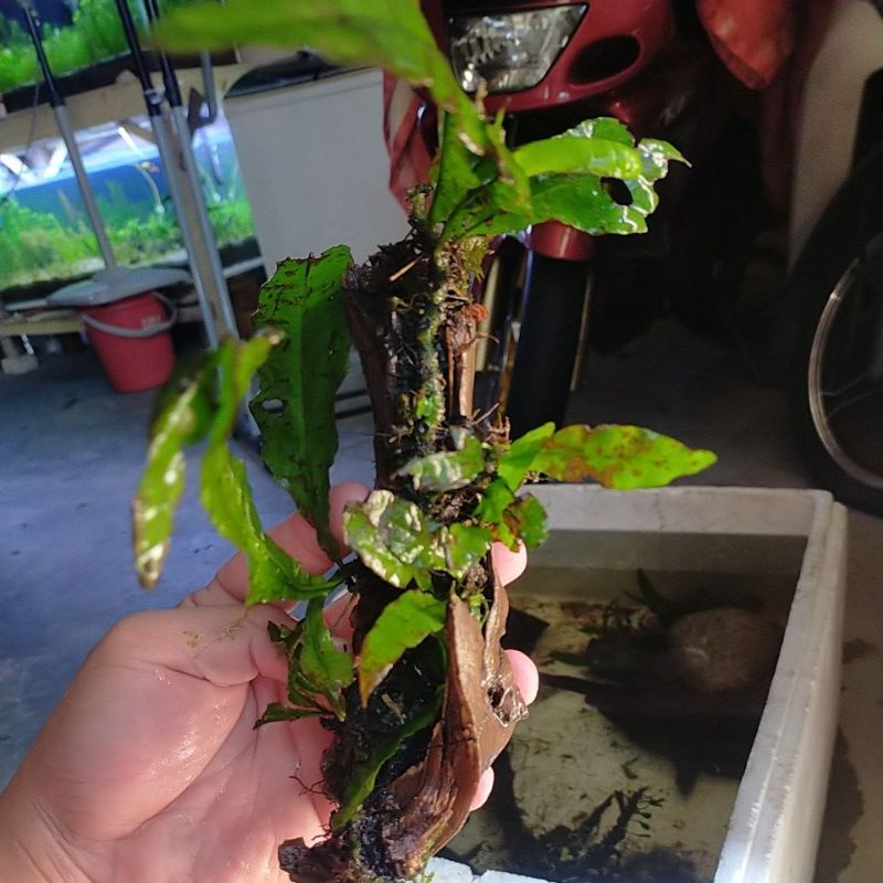 aquatic plant java fern (lowtech plant) | Shopee Malaysia