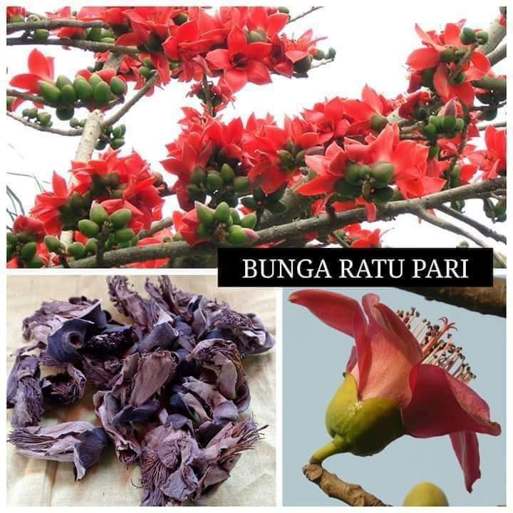 Bunga Ratu Pari 1kg 1 2 Kg Shopee Malaysia