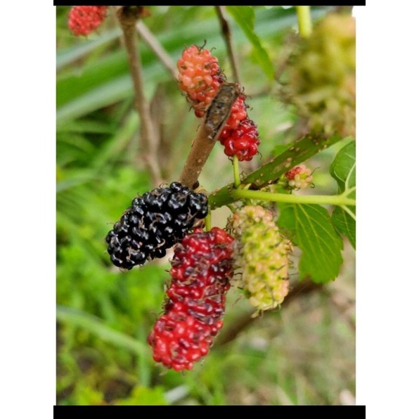 Buy Mulberry Keratan Panjang Lebih 30cm Seetracker Malaysia