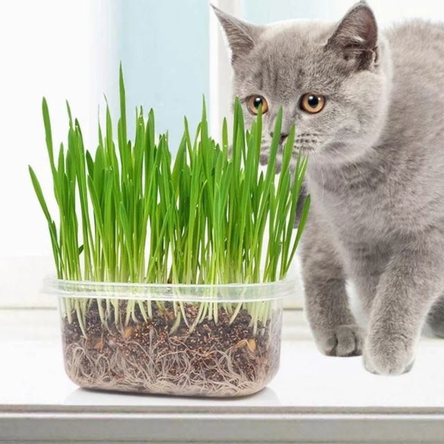 Ready Stock in Malaysia] Rumput untuk Kucing Cat Grass Imported 