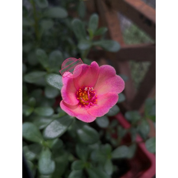 Buy Ready Stock Japanese Rose 5keratan 九点花 日本玫瑰5支 Not East M Sia Order Sorry Seetracker Malaysia