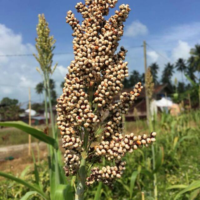 Biji benih rumput  napier  terbaik Napier  sef Napier  