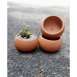 teracotta pot cactus -  Please read the Product Description before booking