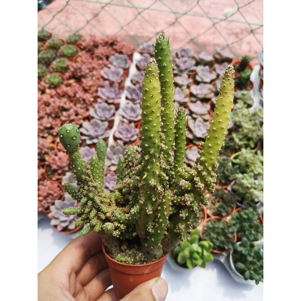 GPS Green Plant Society Cactus Family Type 26