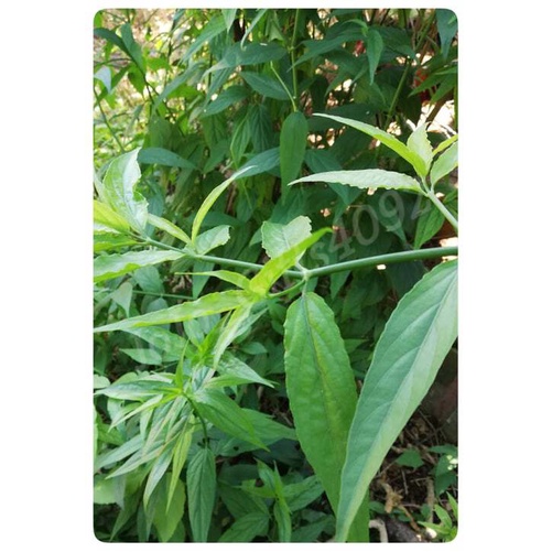 新鲜优遁草 Fresh Sabah Snake Grass Daun Belalai Gajah 新鲜白花地胆头叶 Fresh Elephantopus Scaber Leaves Shopee Malaysia