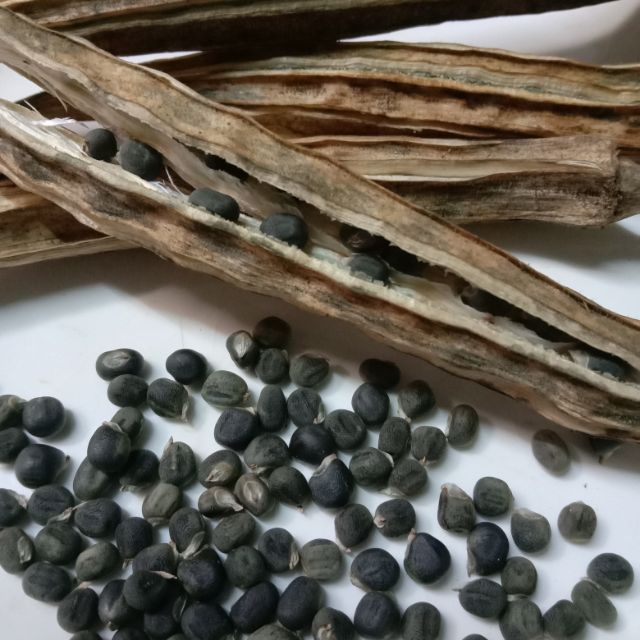 Biji Benih Bendi Merah Red Okra Rare Readystock Shopee Malaysia