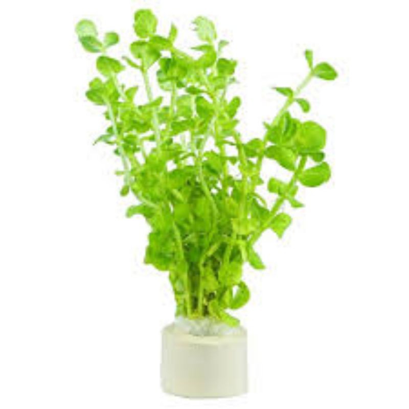 (SPECIAL) Stem Loose Aquarium Plants dan Pokok Akuarium RM1