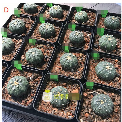 星兜锦仙人球超兜琉璃兜花羽兜实生无刺仙人球预购兜系列 Shopee Malaysia